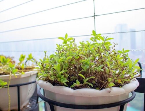 Confira 15 plantas para cultivar em apartamento